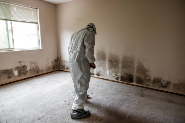 Best Mold Remediation Services  in East Helena, MT