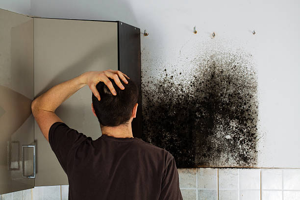 Best Mold Remediation  in East Helena, MT