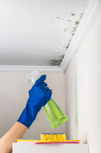 Certified Mold Removal in East Helena, MT