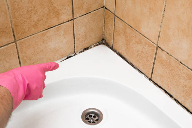 Best Mold Removal Specialists  in East Helena, MT